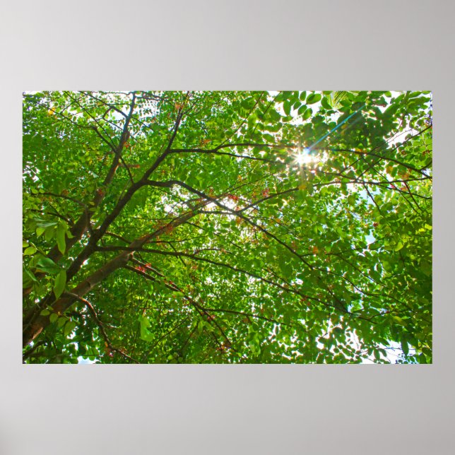 Leaves Poster (Front)