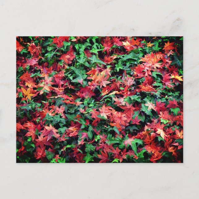 Leaves - Red and Green Postcard (Front)