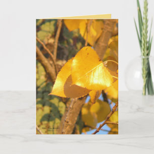 Leaves That Talk Card