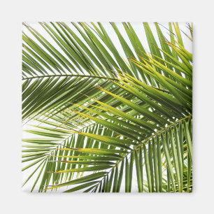 Leaves tropical palm tree leaf summer photo magnet