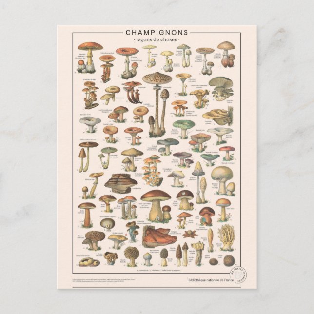 Leçons de choses les champignons postcard (Front)