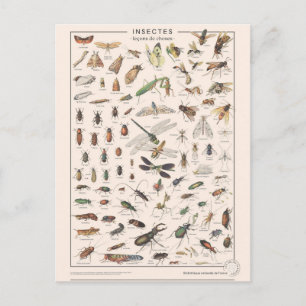 Leçons de choses les insectes postcard