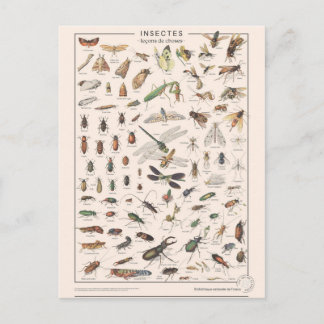 Leçons de choses les insectes postcard
