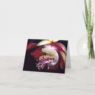 LECYTHIDACEAE: Couroupita guianensis Card