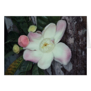 LECYTHIDACEAE: Gustavia augusta