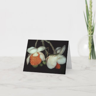 LECYTHIDACEAE: Lecythis persistens Card