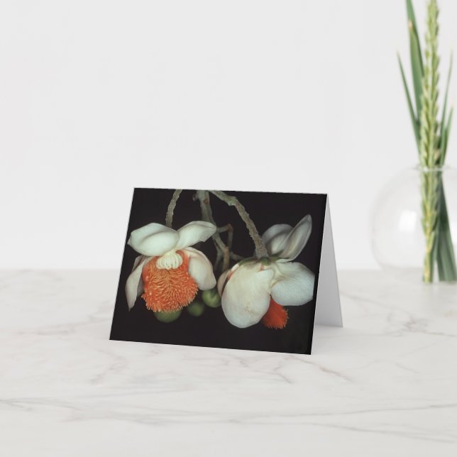 LECYTHIDACEAE: Lecythis persistens Card (Front)