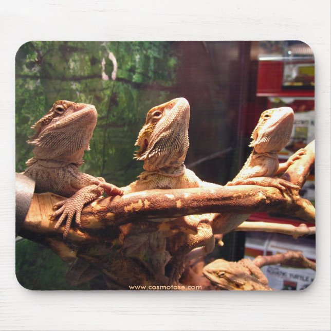 Leezard Trio Mouse Pad (Front)