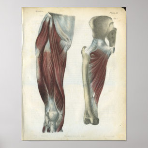Leg & Hip Muscles Anatomy Print
