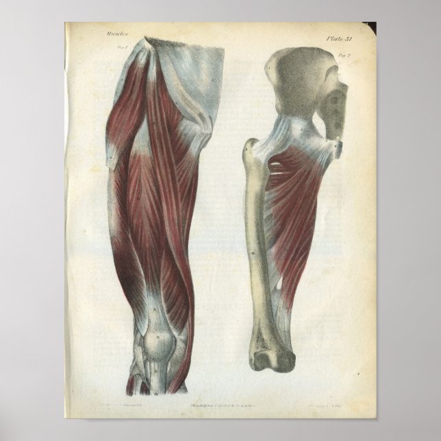 Leg & Hip Muscles Anatomy Print (Front)