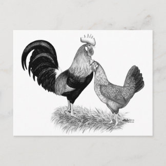 Leghorns Production Brown Chickens Postcard