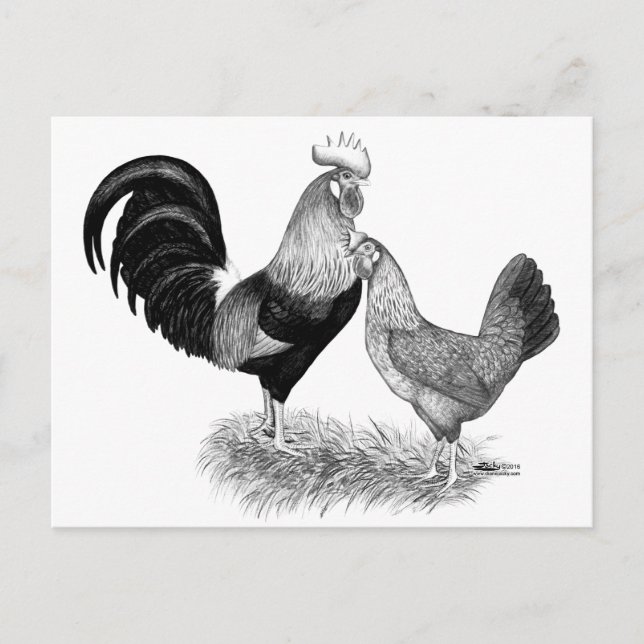 Leghorns Production Brown Chickens Postcard (Front)
