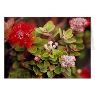 Lehua Blossoms In Hawaii Volcanoes