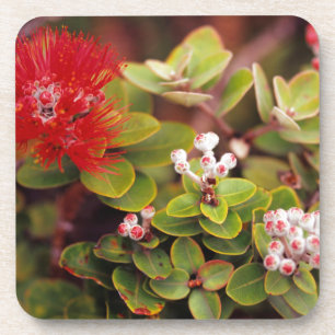 Lehua Blossoms In Hawaii Volcanoes Coaster