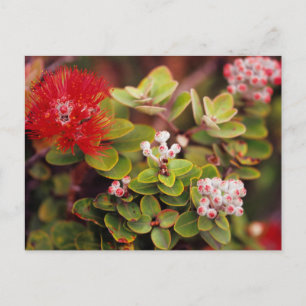 Lehua Blossoms In Hawaii Volcanoes Postcard
