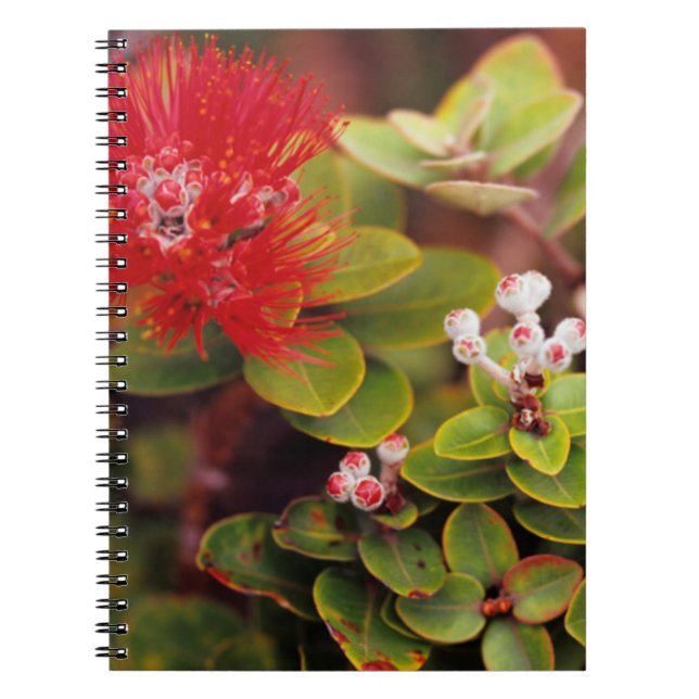 Lehua Blossoms In Hawaii Volcanoes Spiral Notebook (Front)