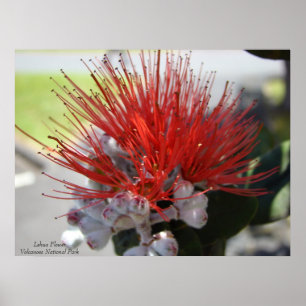 Lehua FlowerVolcano National Park Poster