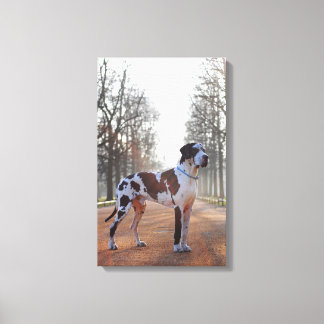 Leinwandbild Dogge Canvas Print