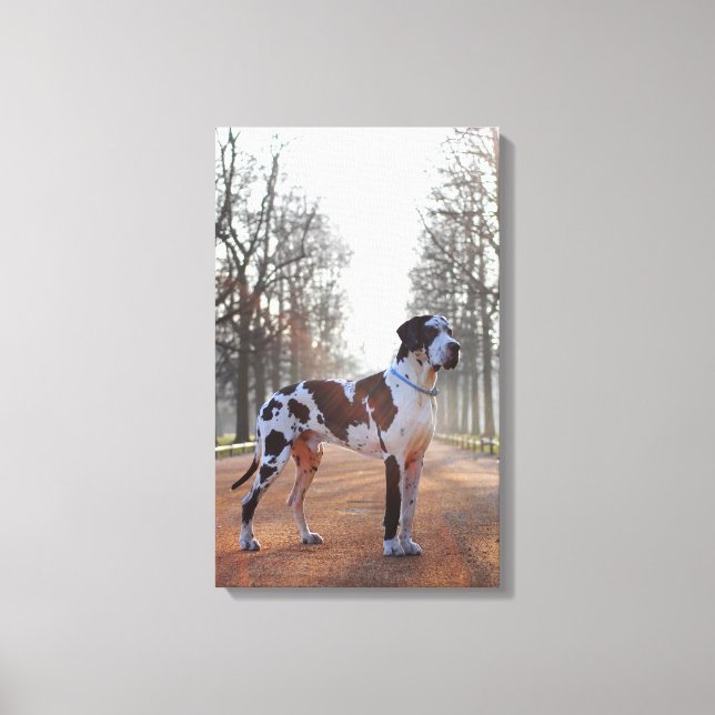 Leinwandbild Dogge Canvas Print (Front)