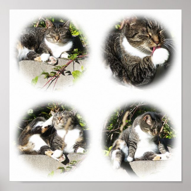 Leisure Time Of A Cat Collage Print (Front)