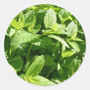 Lemon Balm Plant Classic Round Sticker