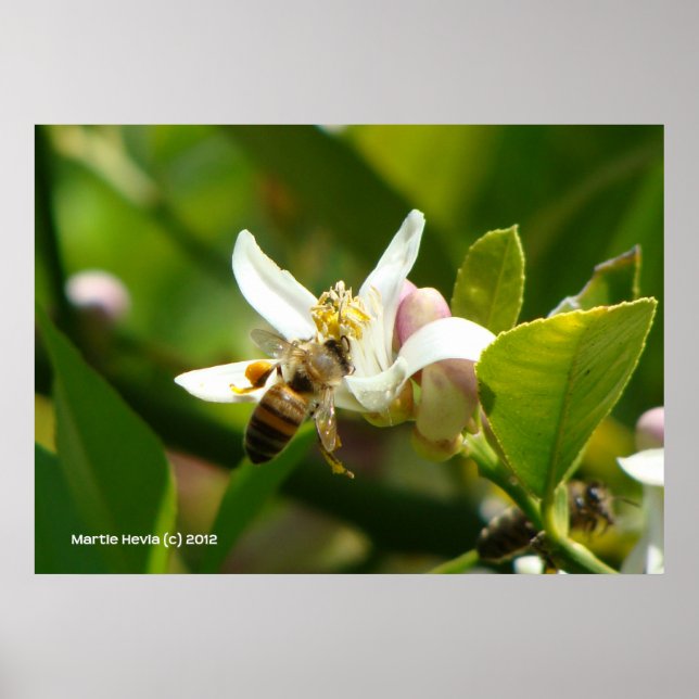 Lemon Blossom Bee (3) Poster (Front)