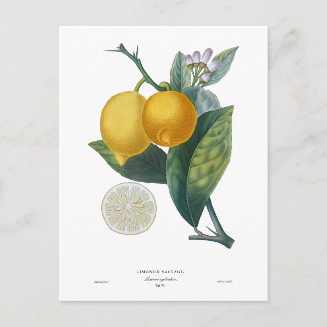 Lemon by Pierre - Antoine Poiteau Postcard (Front)