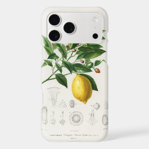 Lemon Citrus Fruit Botanical Limonium Illustration