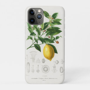 Lemon Citrus Fruit Botanical Limonium Illustration Case-Mate iPhone Case