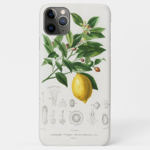 Lemon Citrus Fruit Botanical Limonium Illustration Case-Mate iPhone Case