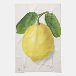 Lemon (Citrus Limon) by Ellen Isham Schutt – 1910  Tea Towel