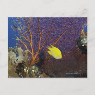 Lemon damsel postcard