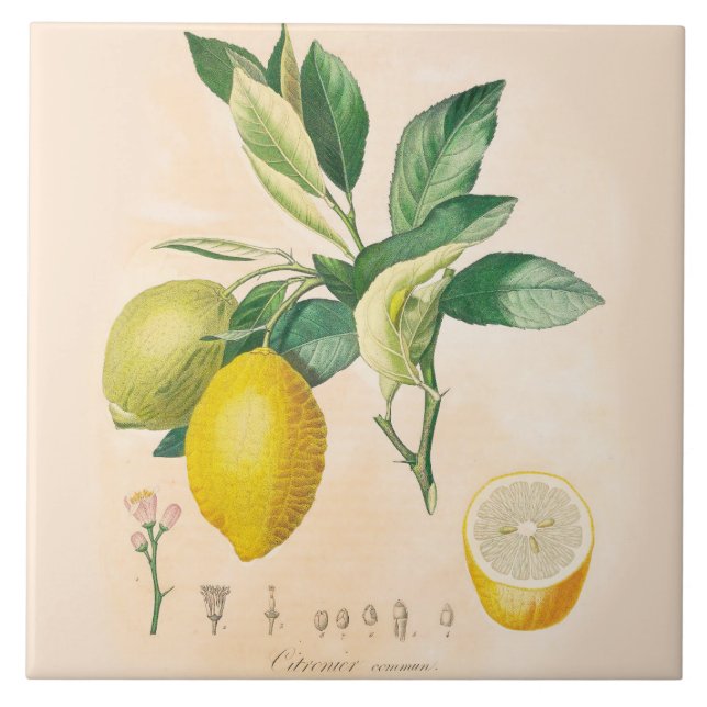 Lemon Fruit Ceramic Accent Tile, Kitchen Decor Tile (Front)