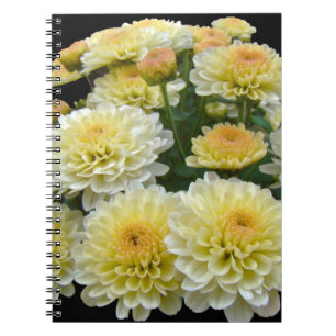 Lemon Meringue Chrysanthemums Spiral Notebook