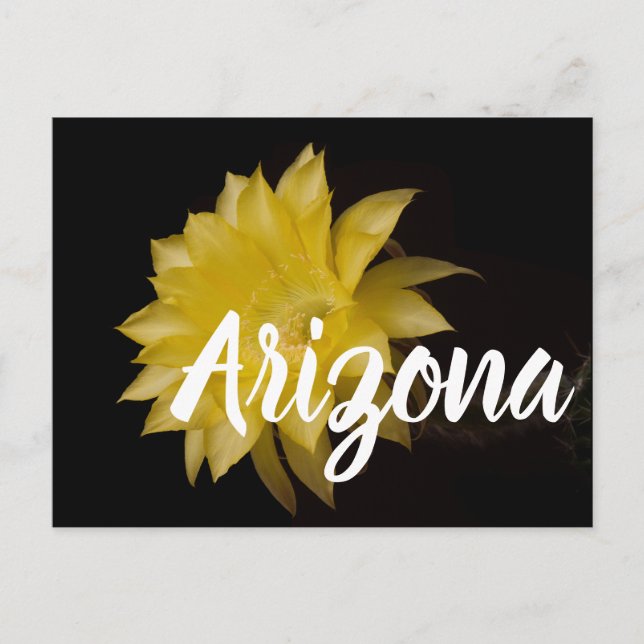 Lemon Pie Cactus Flower Delight, Arizona Postcard (Front)