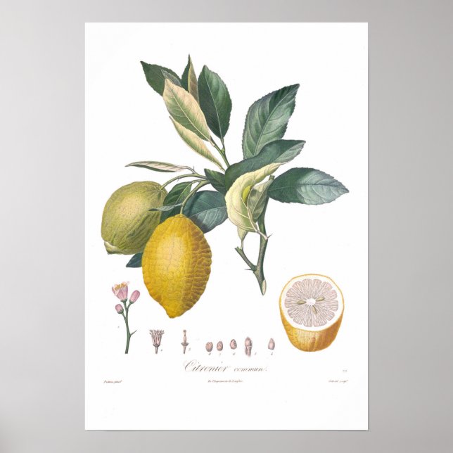 Lemon Poster (Front)