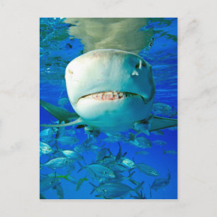 Lemon Shark Postcard