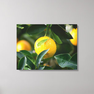 Lemon Tree Fruit Photography Canvas Print