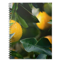 Lemon Tree Fruit Photography