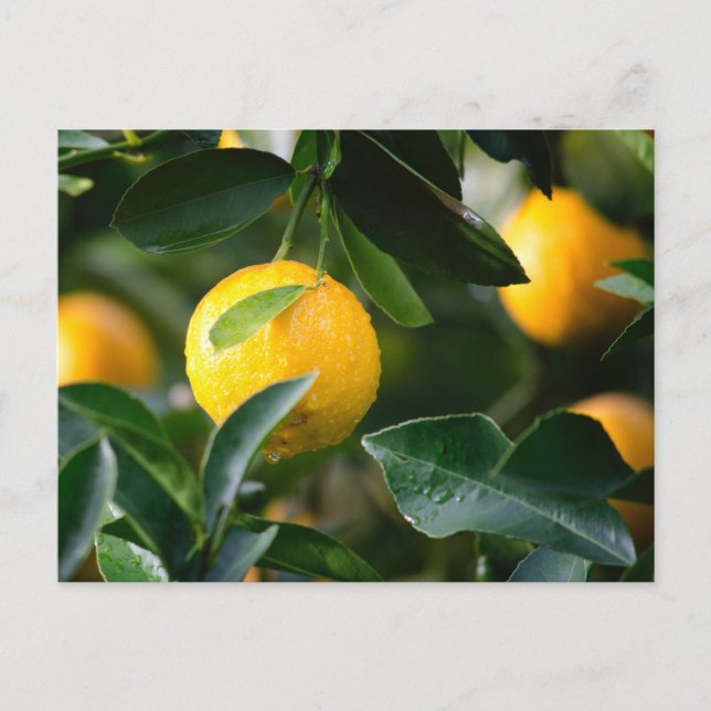Lemon Tree Fruit Photography Postcard (Front)