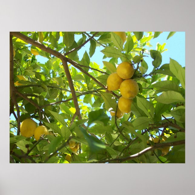 LEMON TREE POSTER (Front)