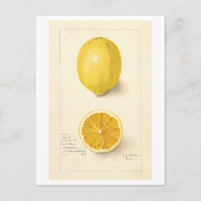 Lemon Vintage Botanical Illustration Postcard (Front)