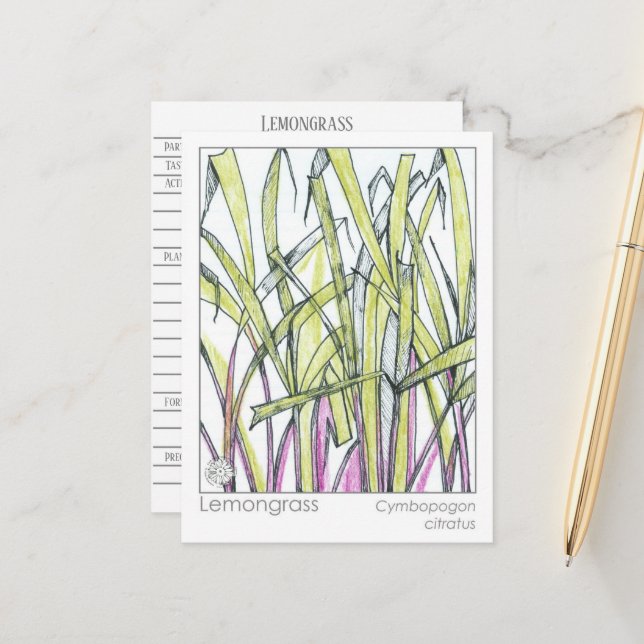 Lemongrass Herb Materia Medica Knowledge Card (Front/Back In Situ)
