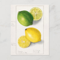 Lemons (Citrus Limon) Fruit Watercolor Painting