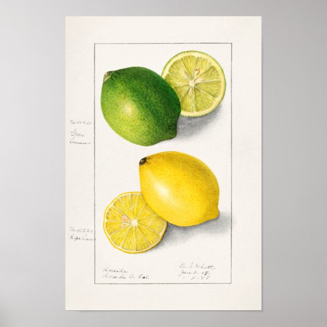 Lemons (Citrus Limon) Fruit Watercolor Painting Poster (Front)