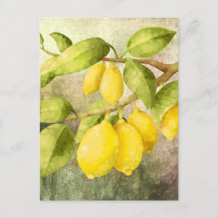 Lemons Painting Postcard