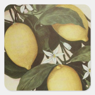 Lemons sticker
