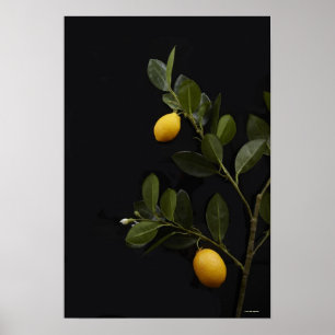 Lemons still on their Branch Poster