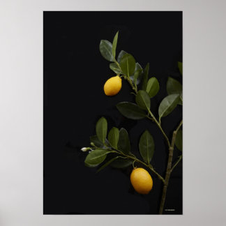 Lemons still on their Branch Poster