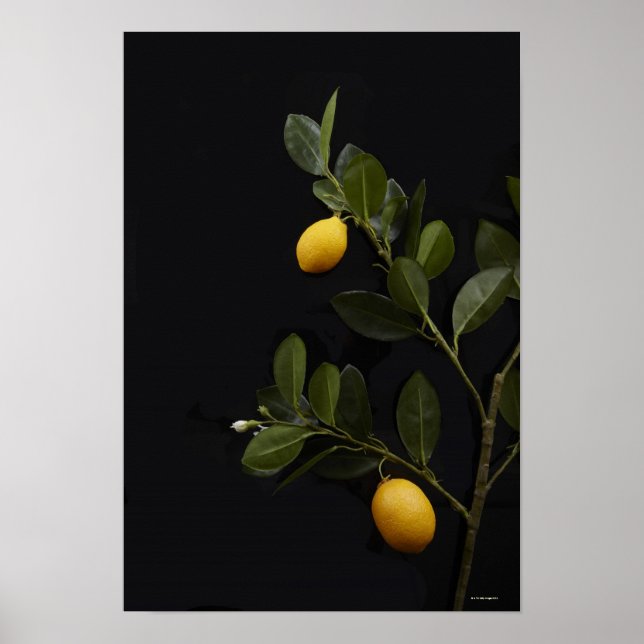 Lemons still on their Branch Poster (Front)